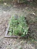 image of grave number 416962